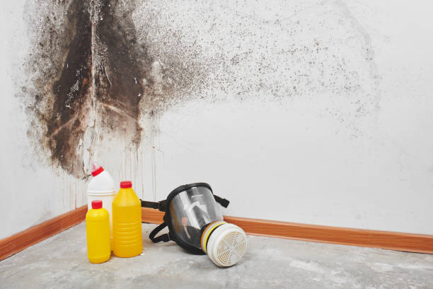 Best Fast Mold Removal  in South Temple, PA