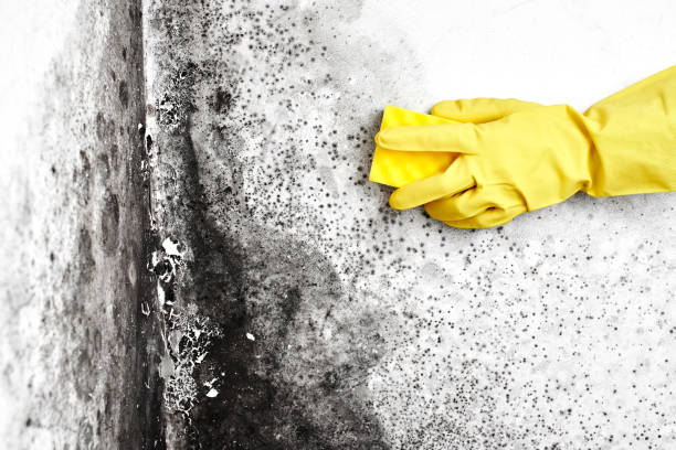 Best Certified Mold Removal  in South Temple, PA