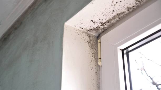 Best Emergency Mold Removal  in South Temple, PA