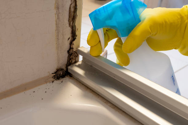 Best Fast Mold Removal  in South Temple, PA