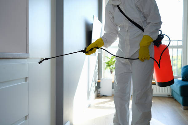 Professional Mold Removal in South Temple, PA