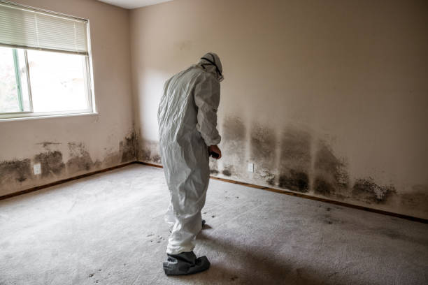 Best Black Mold Removal  in South Temple, PA